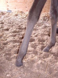 Flexion deformity neonatal foal.