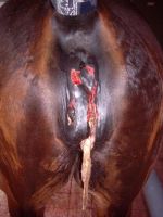 Perineal Tearing Foaling Injury