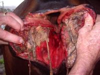 Third Degree Perineal Tear post foaling
for Surgical repair