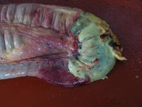 Post Mortem. Necrotic bowel caused by Strongyle obstruction